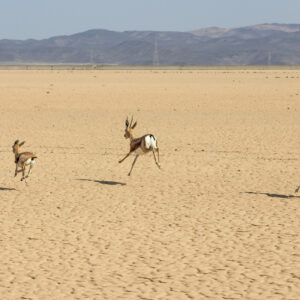 WONDERS OF OUR PLANET